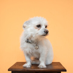 Kleiner weißer Hund