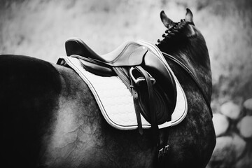 A black-and-white photo of a horse in sports gear. Horse riding and equestrian sports. Saddle and stirrups. - obrazy, fototapety, plakaty
