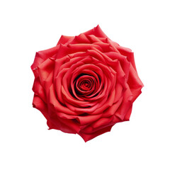 Single Realistic Red Rose Flower