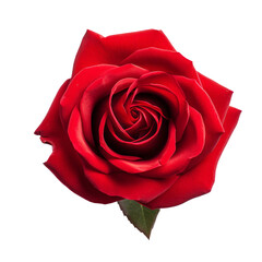 Big Bright Red Rose Realistic Flower
