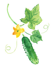 Watercolor hand painted illustration of cucumber, green vegetables , cucumbers with leaves ,vegetable ,vegetarian food , watercolor illustration	
