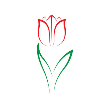 tulips logo design vector image