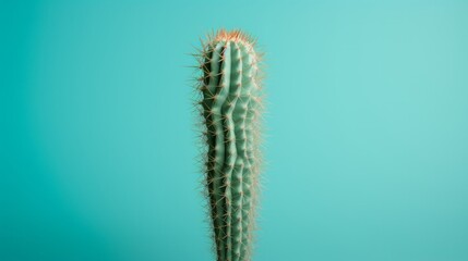 Naklejka premium A Vibrant Green Cactus Plant Standing Against a Blue Background