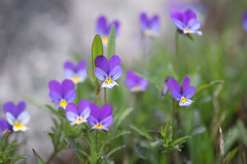 Johnny Jump up, Viola tricolor, also known as heartsease, heart's delight and many other names,...