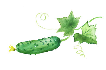 Watercolor hand painted illustration of cucumber, green vegetables , cucumbers with leaves ,vegetable ,vegetarian food , watercolor illustration	
