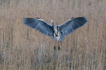 Grey heron (Ardea cinerea)