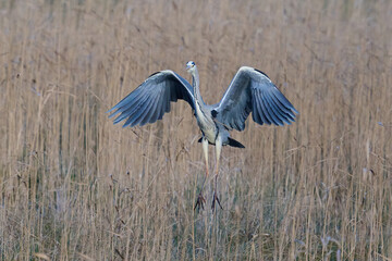 Grey heron (Ardea cinerea)
