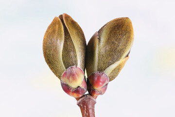 Maple tree, Acer platanoides, flower buds in early spring