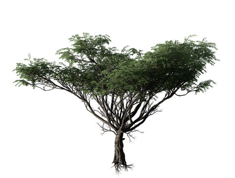 Acacia tree transparent image png