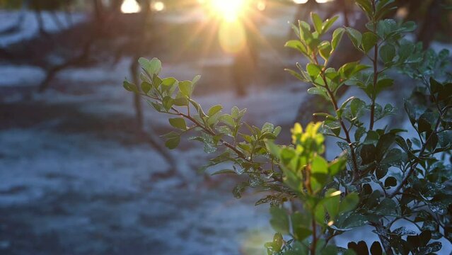 Mastic trees garden in the golden hour. Sunlight shining with the rays through the foliage. Selective focus. Chios, Greece.