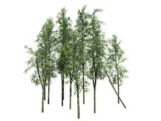bamboo tree 3d rendering transparent image