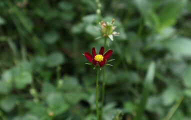 Stunning view of a Cosmos flower with its reddish colored petals being opened