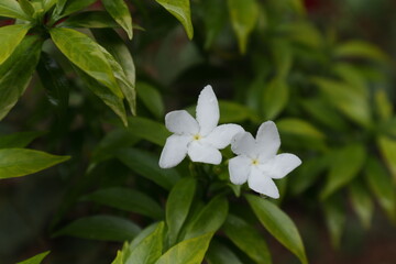 Two rain soaked dwarf crape jasmine flowers bloom close to each other in the garden