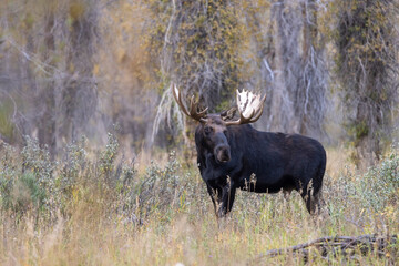 Bull Moose in Autumn in Wyoming