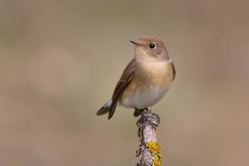 Red-breasted flycatcher