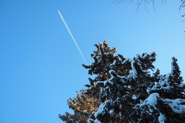 The plane flies across the blue sky. Pine forest in winter during the day in severe frost, Karelia. Snow on the coniferous branches. Scots pine Pinus sylvestris is a plant pine Pinus of Pine Pinaceae - obrazy, fototapety, plakaty