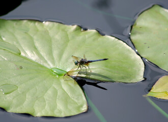 Dragonfly on Waterlily pad in Indianapolis, Indiana