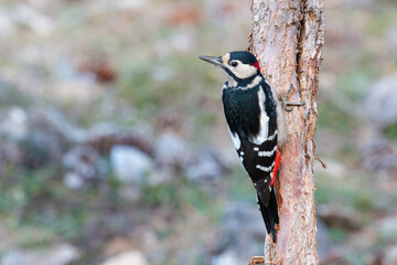 Great spotted woodpecker