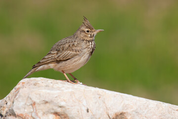 Crested lark