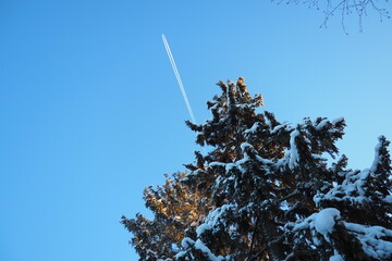 The plane flies across the blue sky. Pine forest in winter during the day in severe frost, Karelia. Snow on the coniferous branches. Scots pine Pinus sylvestris is a plant pine Pinus of Pine Pinaceae. - obrazy, fototapety, plakaty
