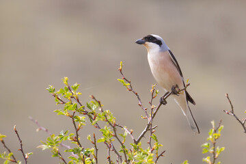 Lesser grey shrike