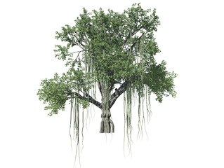 Chinese Banyan tree high transparent image