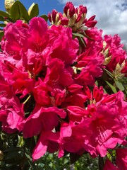 Pink Rhododendron In The Sky