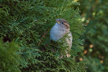 a sparrow on coniferous at a winter day