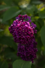 Spring background art with Purple lilac flowers at the blue sky background.