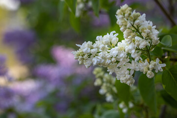 Spring background art with Purple lilac flowers at the blue sky background.