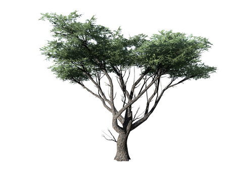 Acacia tree high quality transparent image png