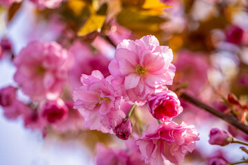 Beautiful nature scene with blooming pink sakura tree in spring