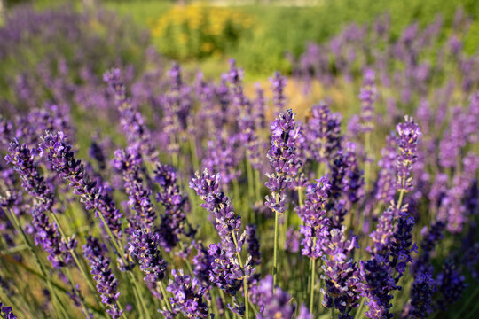 Lavender field in garden at Royal Palace of Godollo,Hungary.Summer season. © Munka