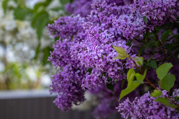 Spring background art with Purple lilac flowers at the blue sky background.