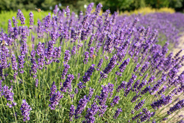 Obraz premium Lavender field in garden at Royal Palace of Godollo,Hungary.Summer season.