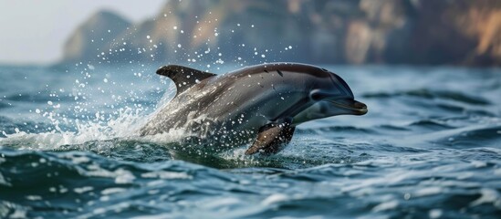 A Dolphin off the coast of Lagos in Portugal's Algarve region. - obrazy, fototapety, plakaty