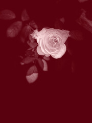 Rosen in pink beige  Hintergrund dunkel schwarz Platz für Text