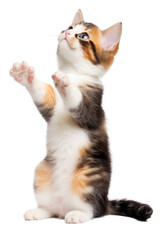 A playful young cute calicao kitten standing uo on hind legs, looking up and raising paws to bat and play. Extracted on transparent background.  - obrazy, fototapety, plakaty