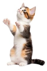 Fotobehang A playful young cute calicao kitten standing uo on hind legs, looking up and raising paws to bat and play. Extracted on transparent background.  © adogslifephoto