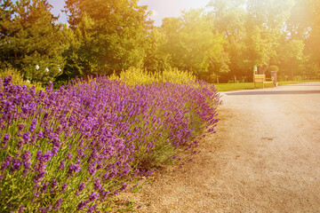 Lavender field in garden at Royal Palace of Godollo,Hungary.Summer season.