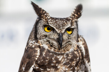 African or Spotted Eagle Owl (Bubo africanus)