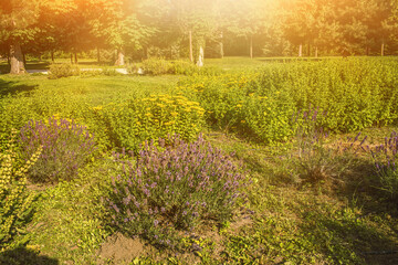 Lavender field in garden at Royal Palace of Godollo,Hungary.Summer season.