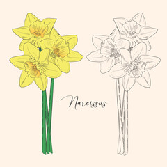 Linear narcissus flower. Hand drawn illustration. This art is perfect for invitation cards, spring and summer decor, greeting cards, posters, scrapbooking, print, etc