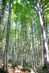 Photographic view of a large forest in spring