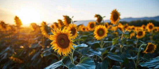 Renewable energy installations on a sunflower field - obrazy, fototapety, plakaty