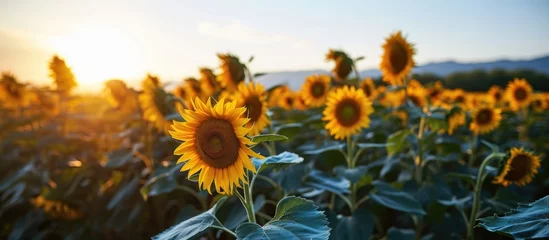 Gartenposter Renewable energy installations on a sunflower field © TheWaterMeloonProjec