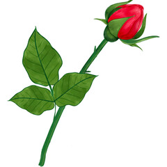 Red rose bud flower isolated on transparent background