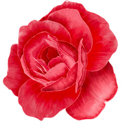 Red rose flower isolated on transparent background