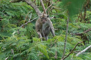 Macaca fascicularis (Monyet kra, kera ekor panjang, monyet ekor panjang, long-tailed macaque, monyet pemakan kepiting, crab-eating monkey) on the tree.
