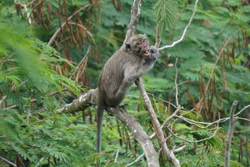 Macaca fascicularis (Monyet kra, kera ekor panjang, monyet ekor panjang, long-tailed macaque, monyet pemakan kepiting, crab-eating monkey) on the tree.